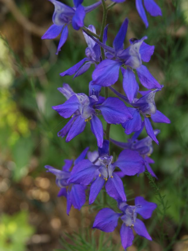 fiori azzurro viola - Delphinium ajacis